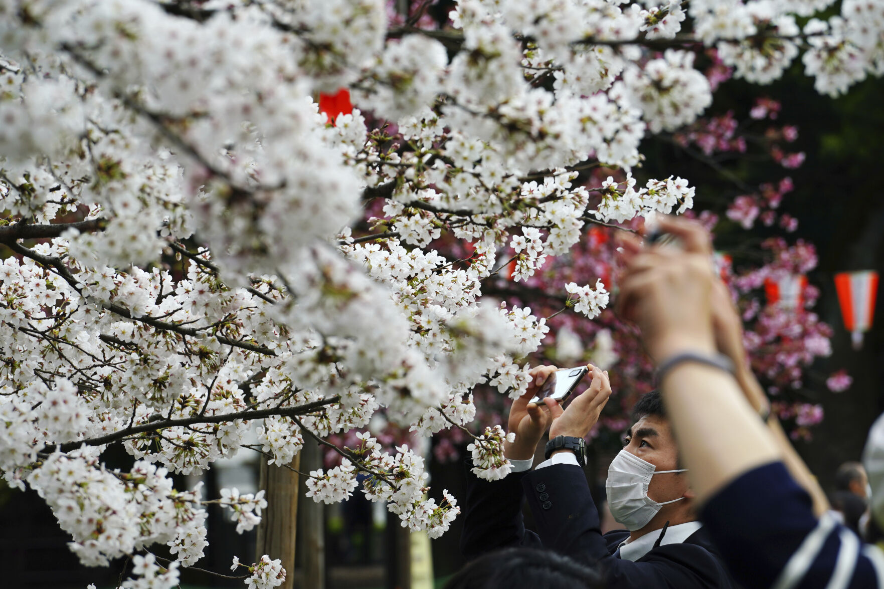 Japan Cherry Blossoms